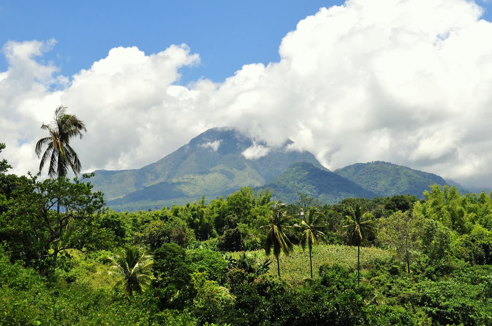 Mount Talinis above coconut palms in Negros Oriental